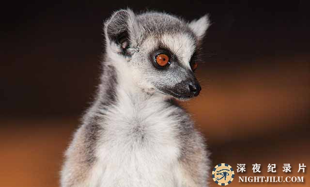 the-Lemurs-Island.jpg