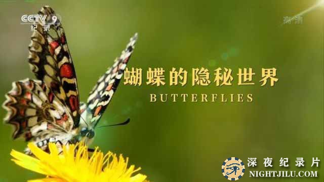 Butterflies.jpg