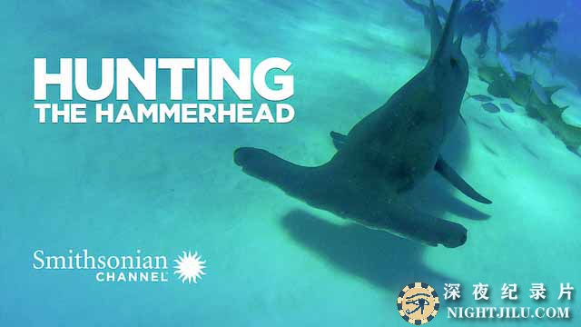 Hunting-the-Hammerhead.jpg