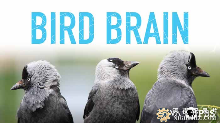 Bird-Brain.jpg