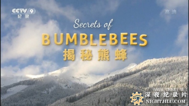 secrets-of-bumblebees.jpg