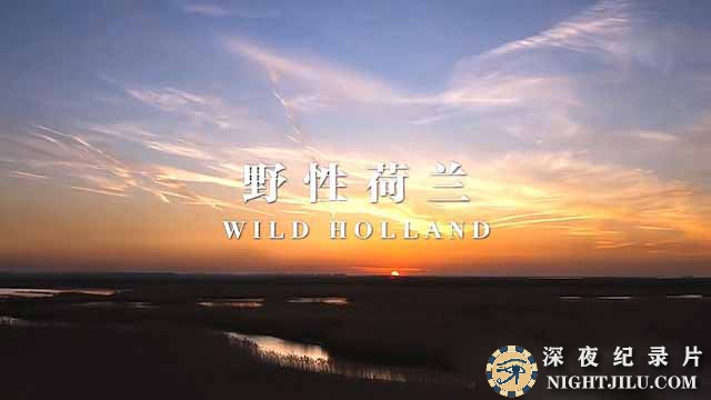 Wild-Holland.jpg
