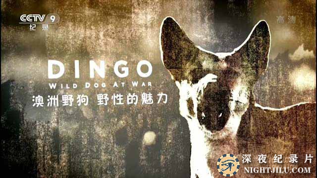 Dingo-Wild-Dog-at-War-.jpg