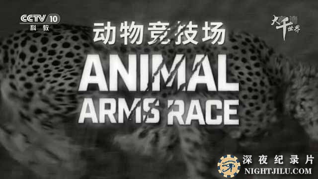 Animal-Arms-Race.jpg