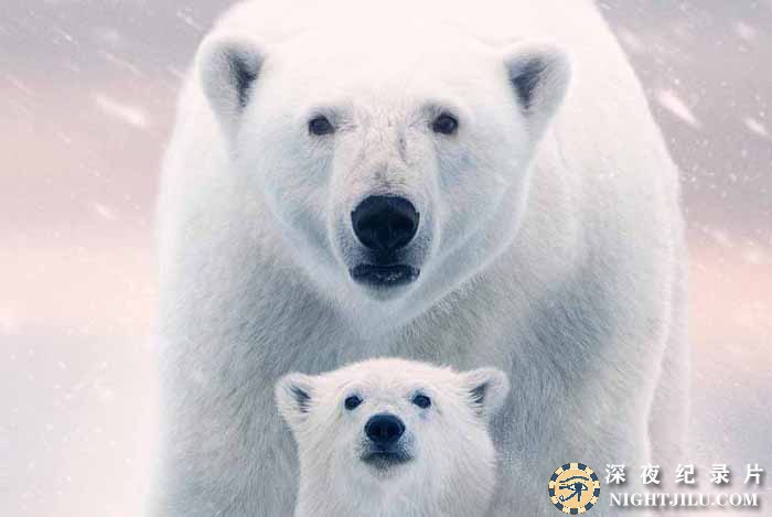 Polar-Bear.jpg