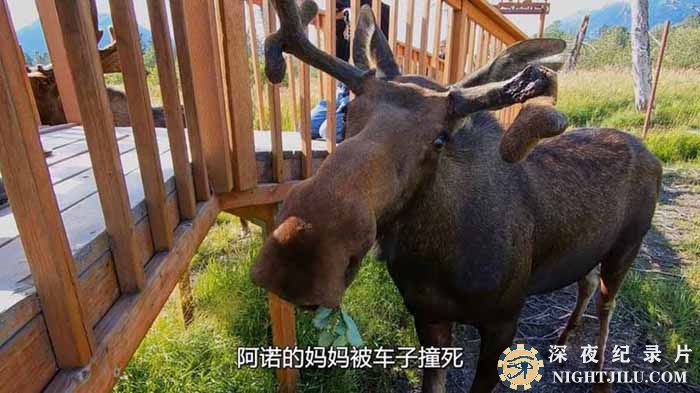 Alaska-Animal-Rescue.jpg