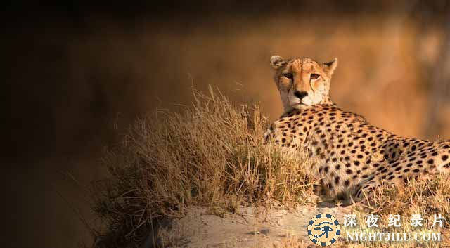Cheetah-Price-of-Speed.jpg