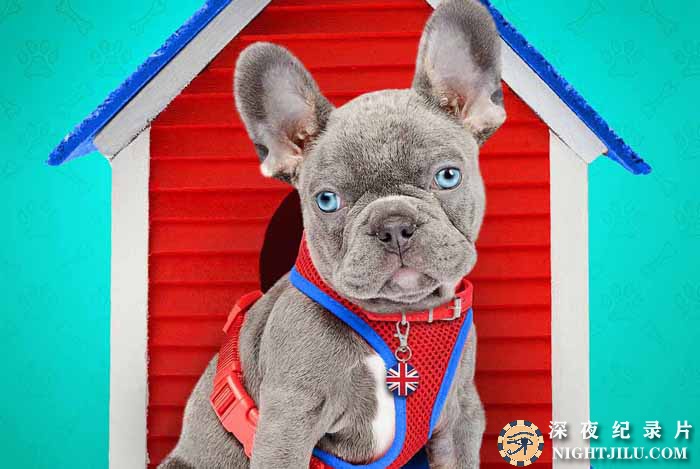 The-Dog-House.jpg