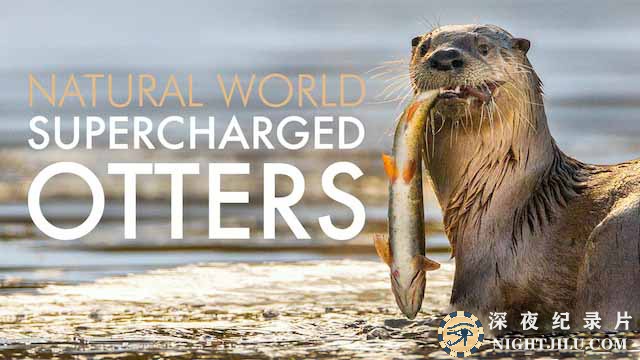 Supercharged-Otters.jpg