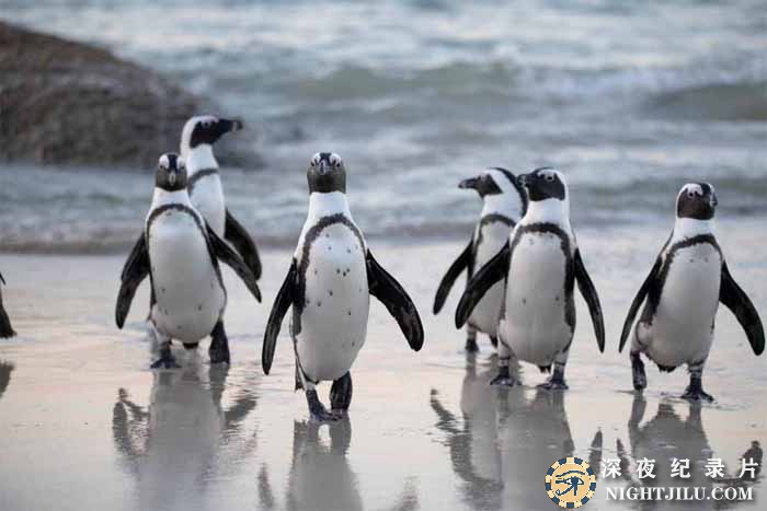 Penguin-Death-Zone.jpg