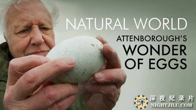 Wonder-of-Eggs-1.jpg