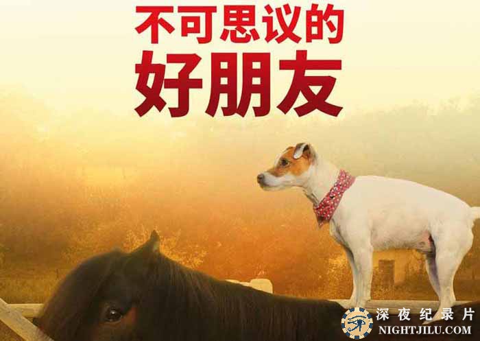 Unlikely-Animal-Friends.jpg
