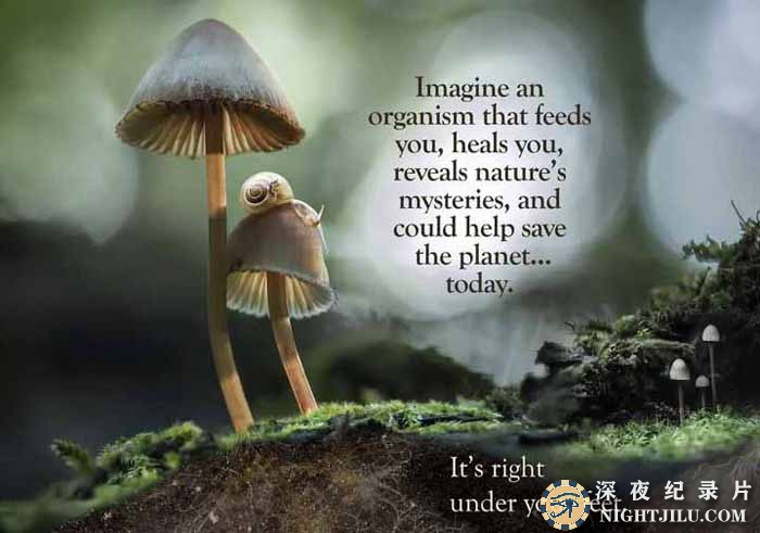 Moving-Art-Fantastic-Fungi.jpg