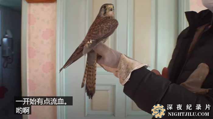TVdongwu-19.jpg