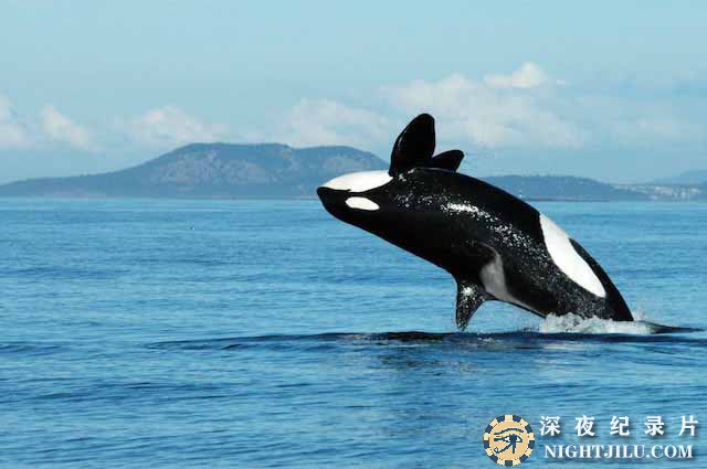 killer-whales.jpg