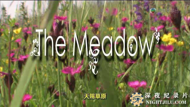 The-Meadow.jpg