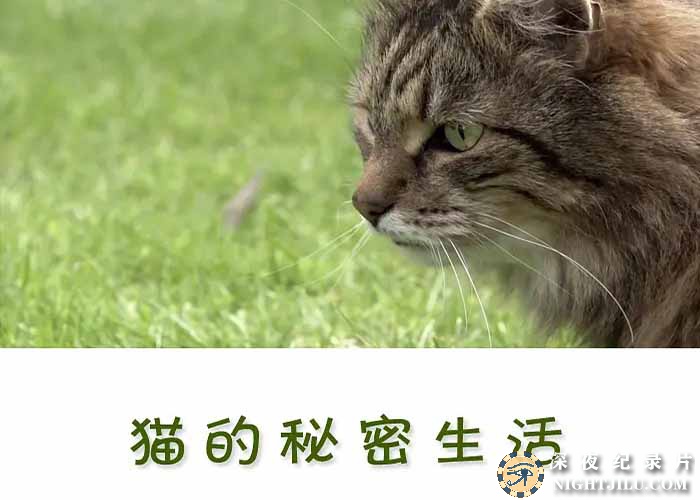 The-Secret-Life-of-the-Cat.jpg