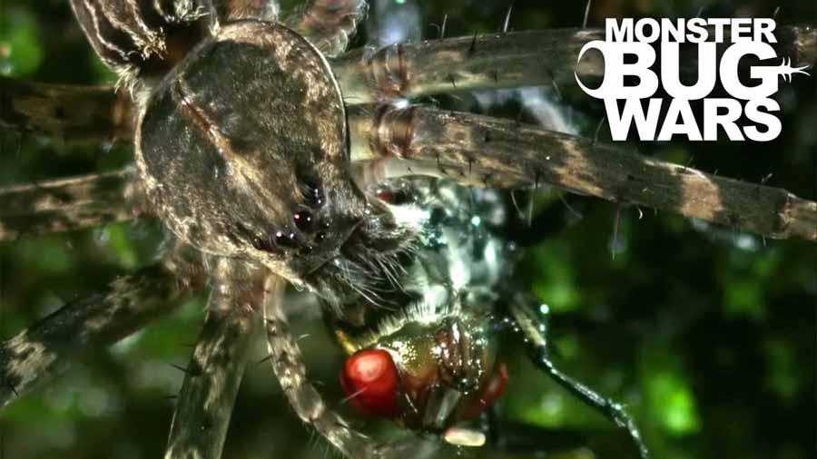 Monster-Bug-Wars-S2.jpg