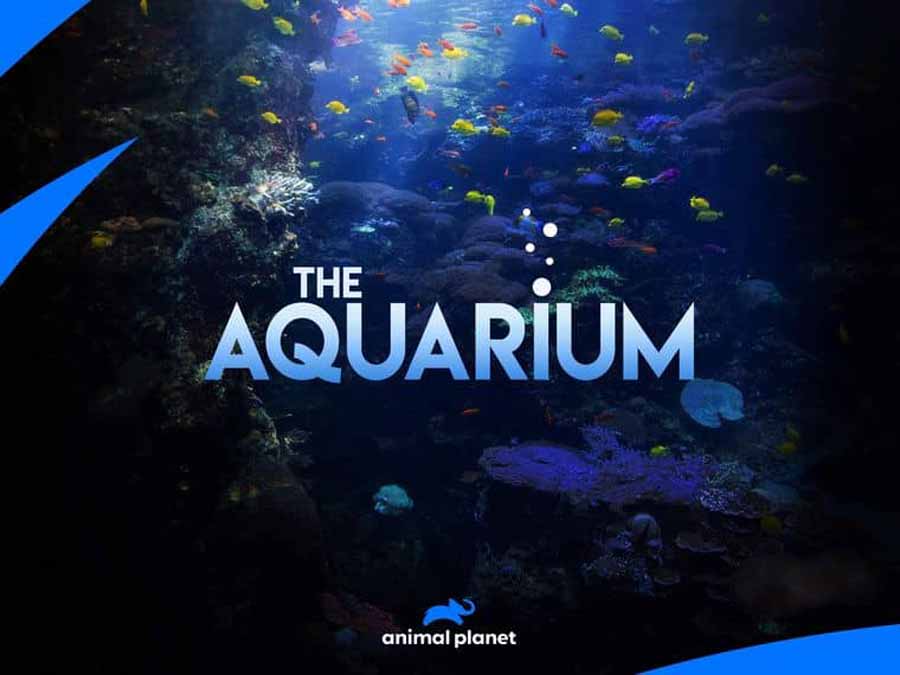 The-Aquarium.jpg