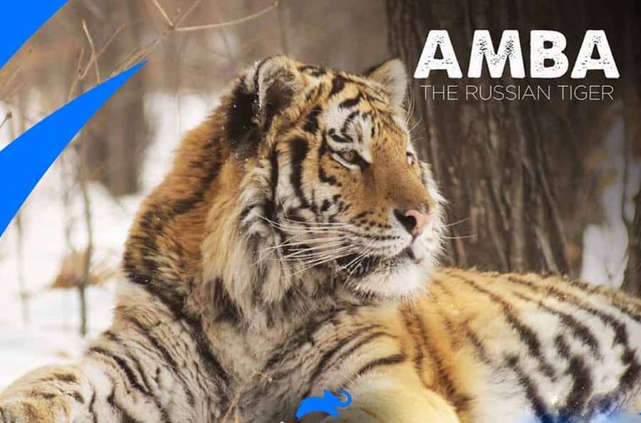 Amba-The-Russian-Tiger.jpg