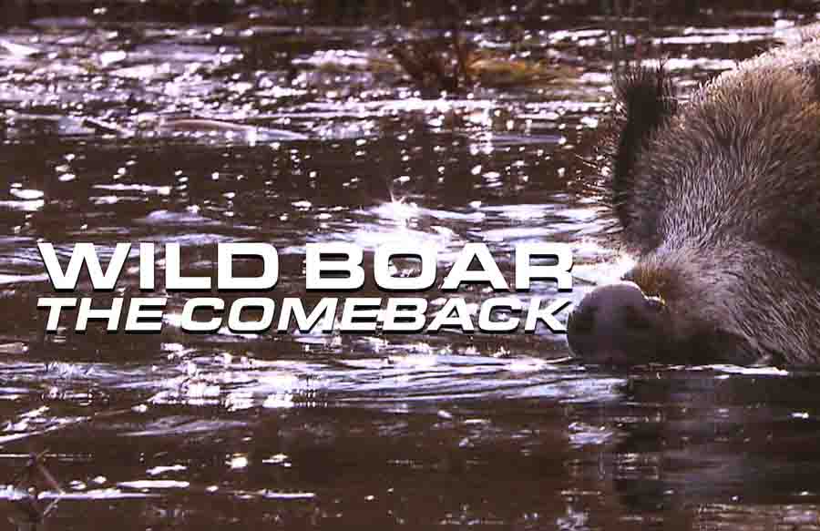 Wild-BoarThe-Comeback.jpg