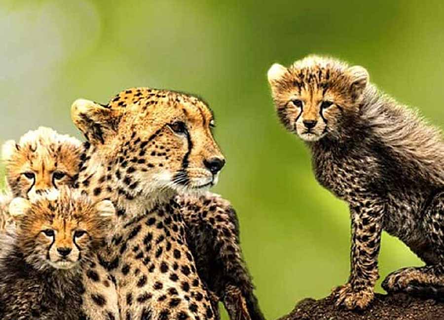 The-Way-Of-The-Cheetah.jpg