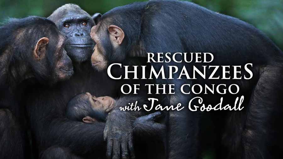 Rescued-Chimpanzees-of-the-Congo.jpg