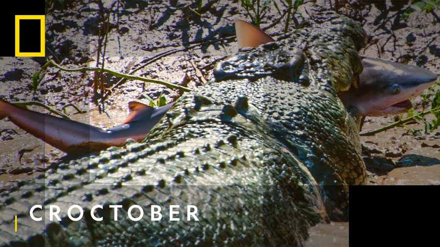 The-Croc-That-Ate-Jaws.jpg