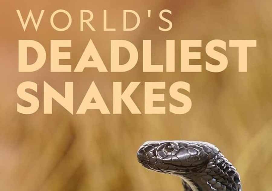 Worlds-Deadliest-Snakes.jpg
