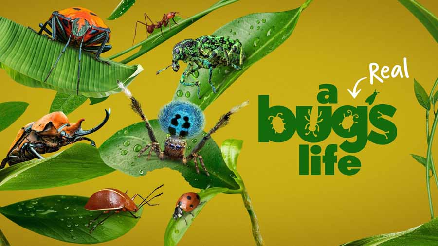 A-Real-Bugs-Life.jpg