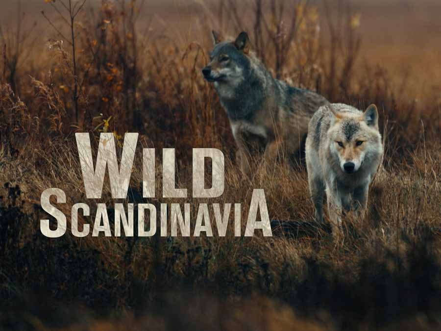 Wild-Scandinavia.jpg