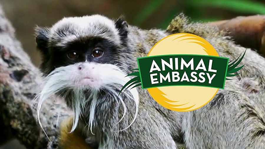 Animal-Embassy-2023.jpg