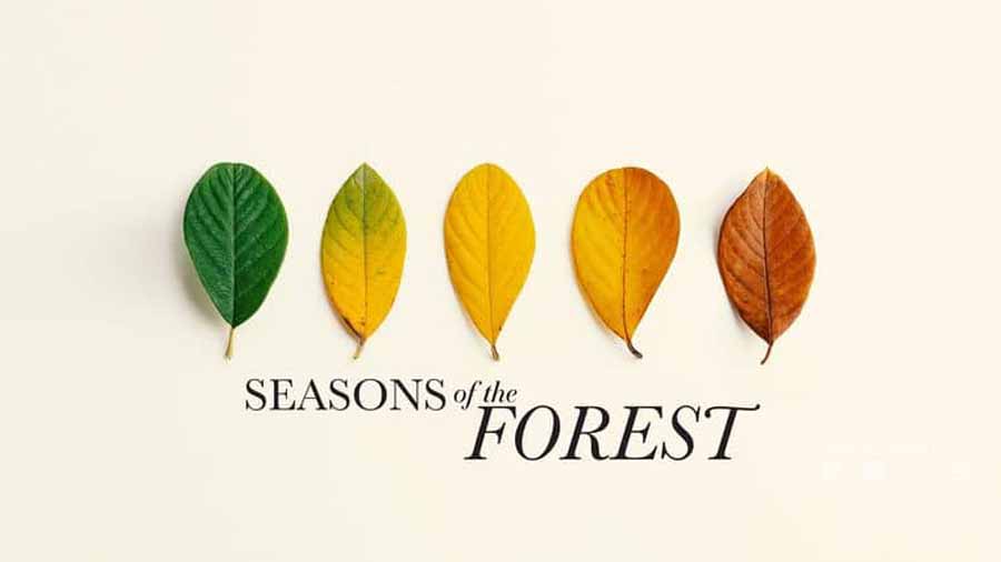 Seasons-of-the-Forest.jpg