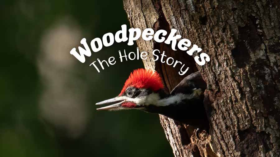 Woodpeckers-The-Hole-Story.jpg
