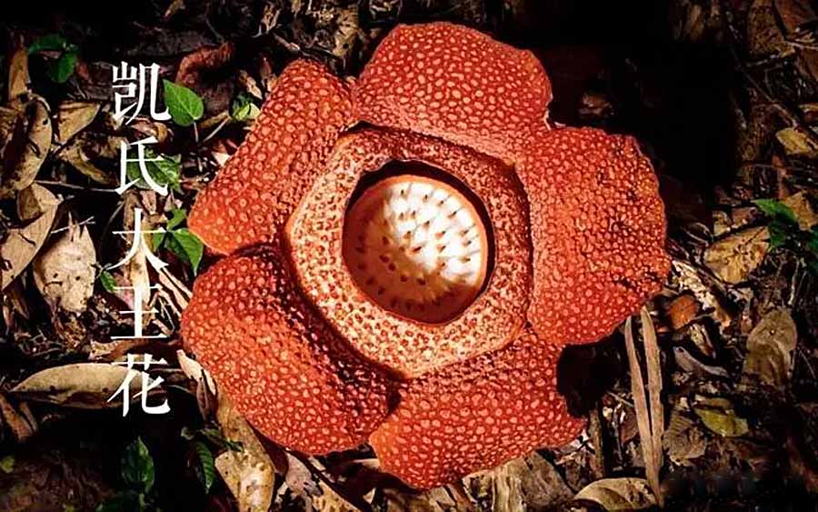 Rafflesia-keithii.jpg