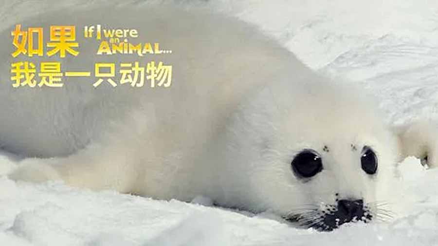 If-I-Were-An-Animal.jpg