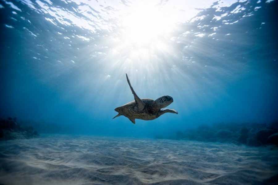 Natures-Turtle-Nursery-Secrets-from-the-Nest.jpg