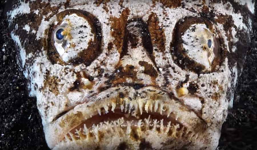ElectricVenomousStargazerFish.jpg