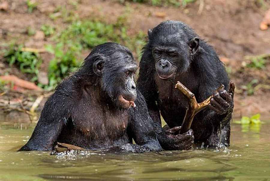 Wild-Sex.jpg