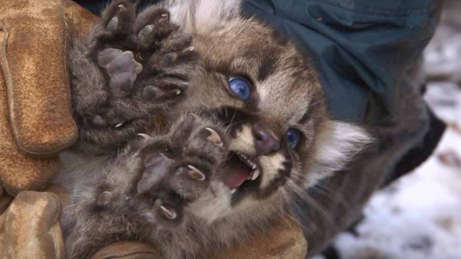 Mountain-Lions-Big-Cats-in-High-Places.jpg