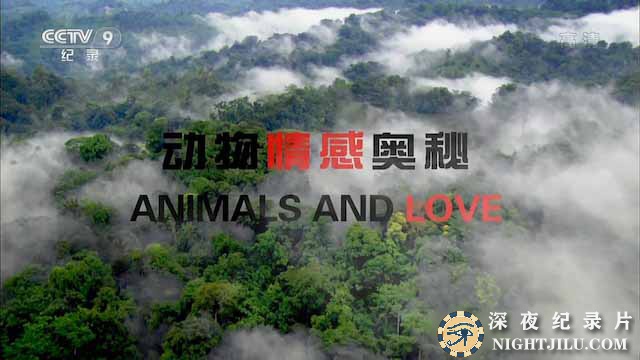 Animals-and-Love.jpg