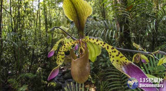 Plants-Behaving-Badly1.jpg