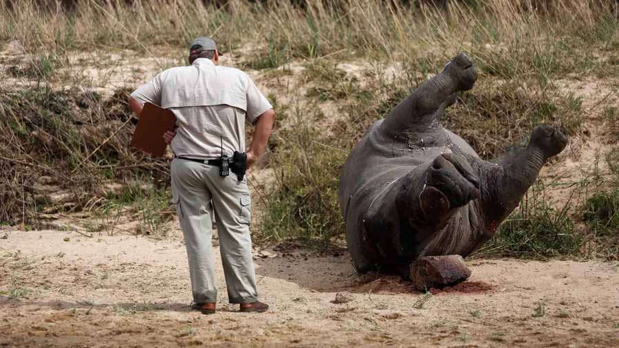 Animal-Crime-Scene.jpg