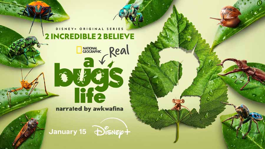 A-Real-Bugs-Life-2.jpg