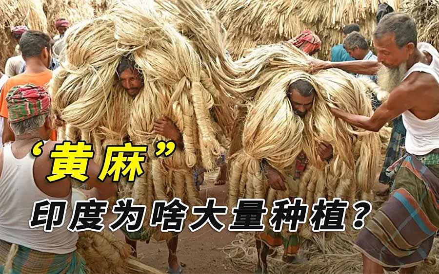 HUANGMA.jpg