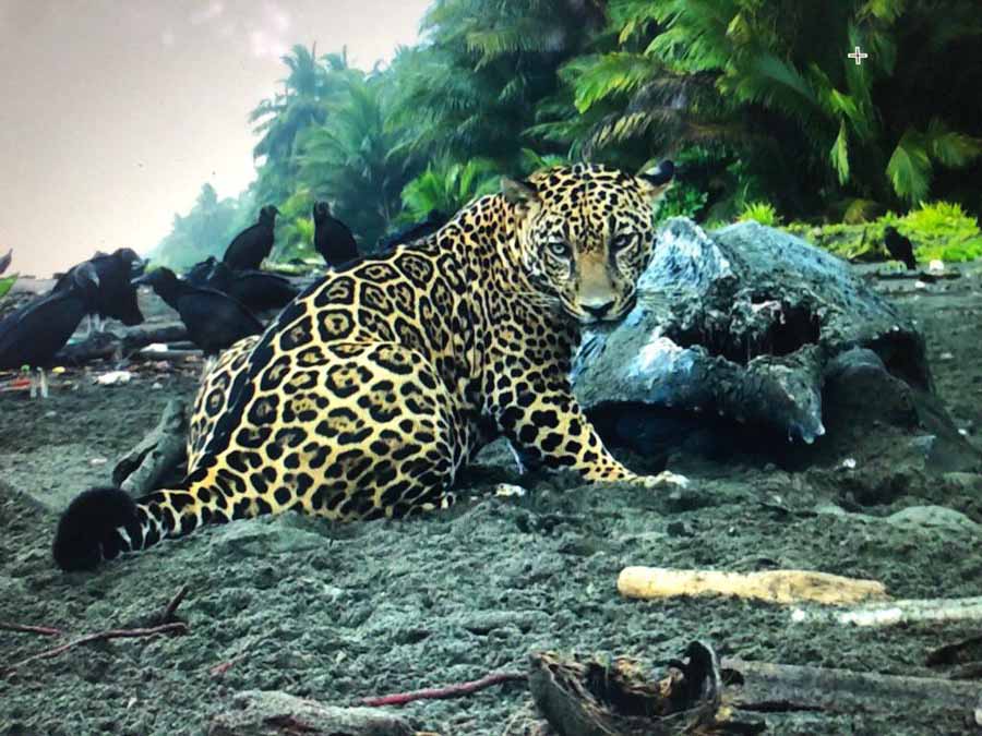 Jaguar-Beach-Battle.jpg