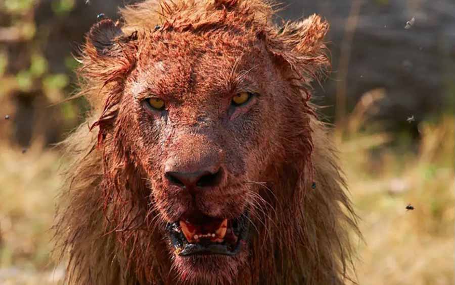 War-of-the-Lions.jpg
