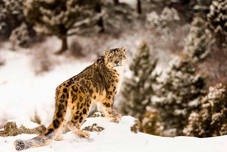 Silent-Roar-Searching-for-the-Snow-Leopard.jpg
