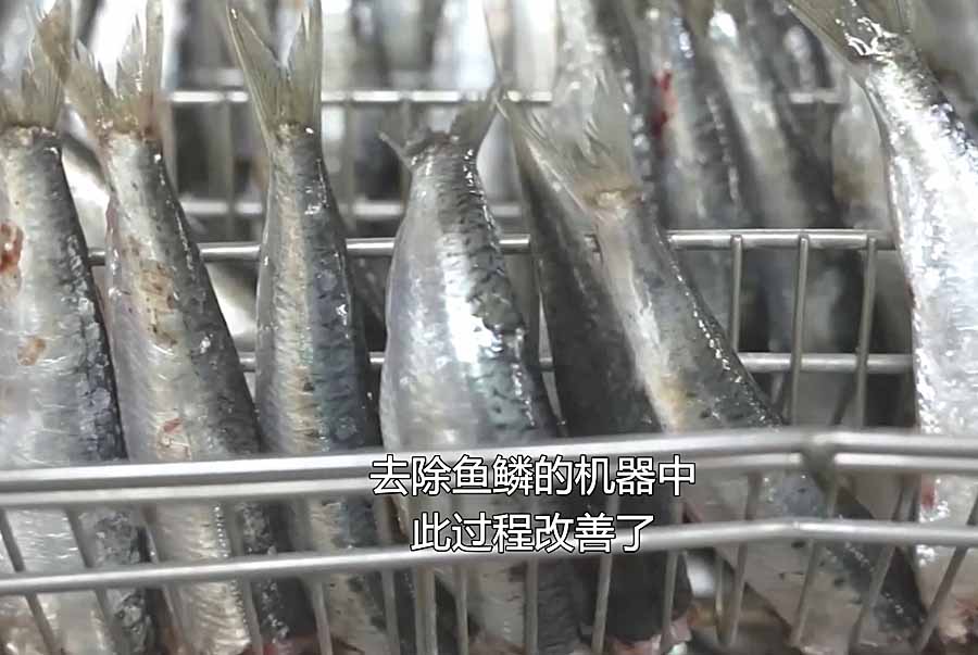 SHA-DING-YU.jpg
