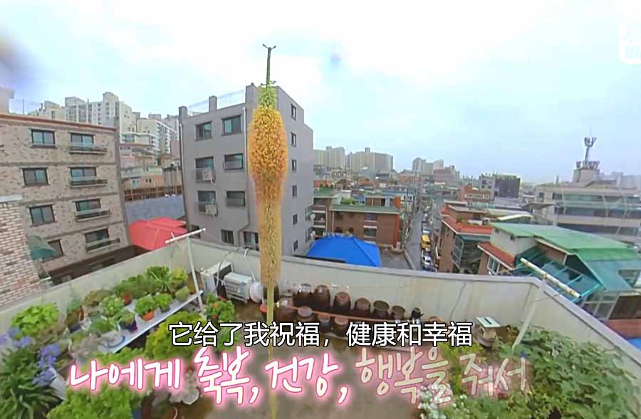 FENGZHANG.jpg